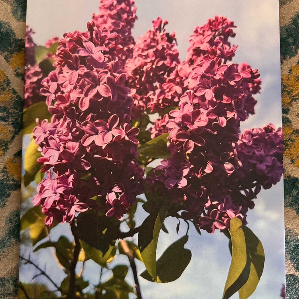 Vibrant Purple Lilac Photography Print